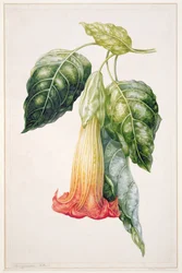Stechapfelblume aus Ecuador, Datura rosei